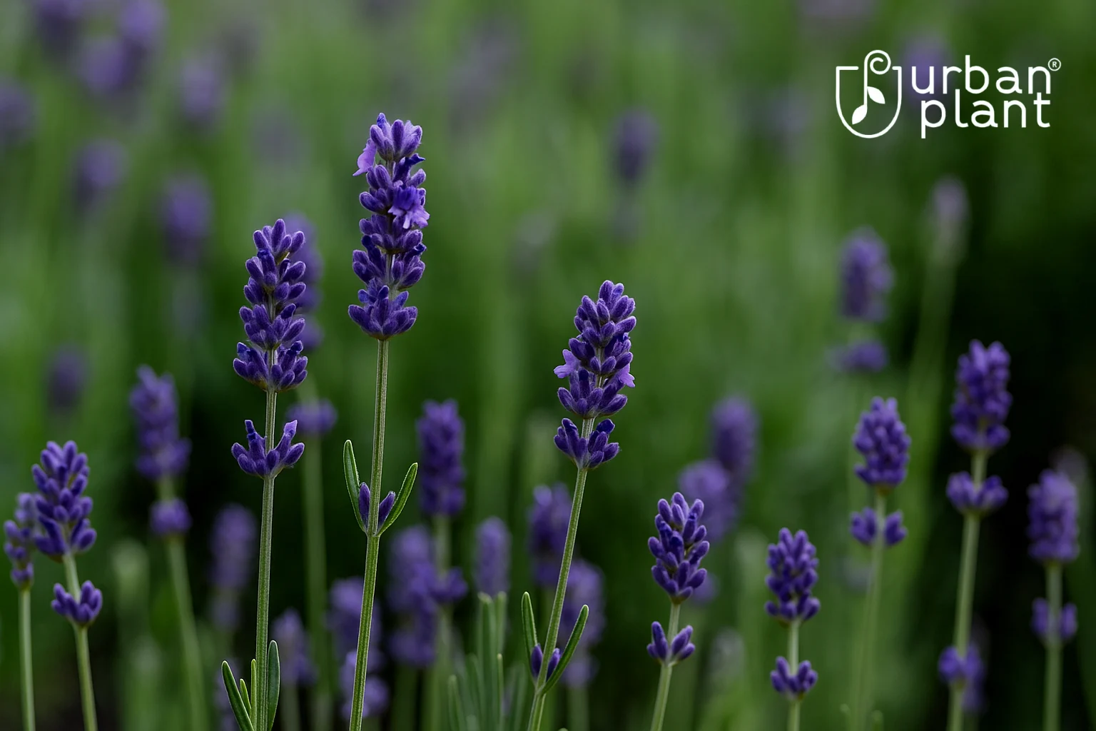 Lavender (Lavandula) in full bloom with vibrant purple flowers forthe  fragrant Diwali festivals – Urban Plant